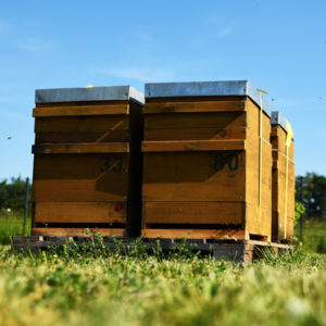 Bienenstock gross bei MKM media