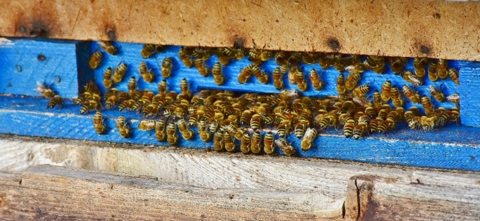 Bienenvolk im Einsatz